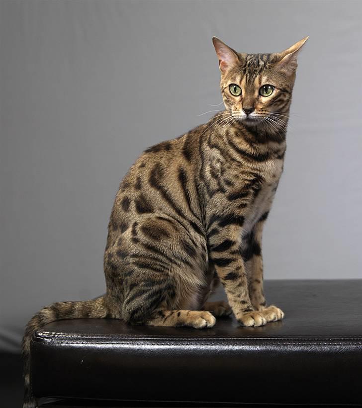 Bengal DK-Wild-diamond light in  billede 5