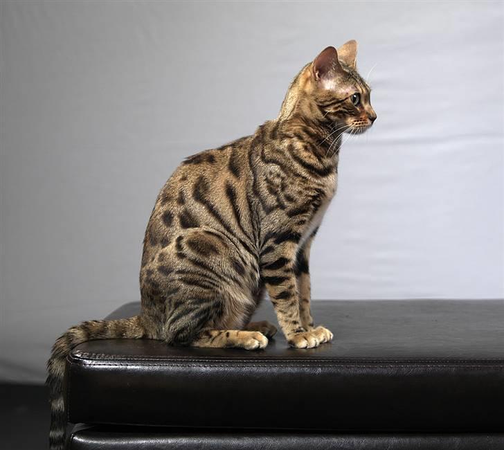 Bengal DK-Wild-diamond light in  billede 6