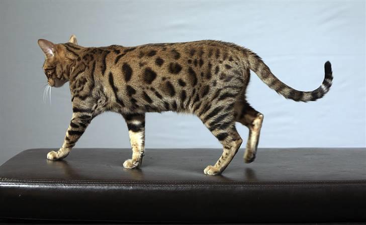 Bengal DK-Wild-diamond light in  billede 7