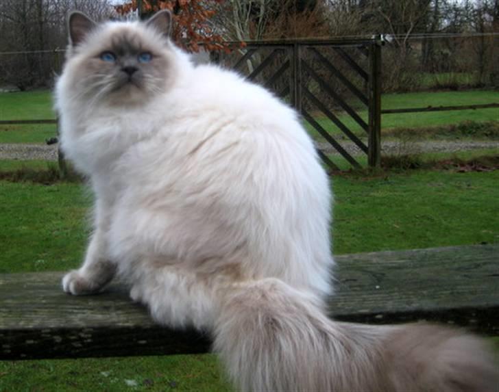 Hellig Birma Chicabee Pixelmania - Så er Pixel blevet 9½ mrd billede 8