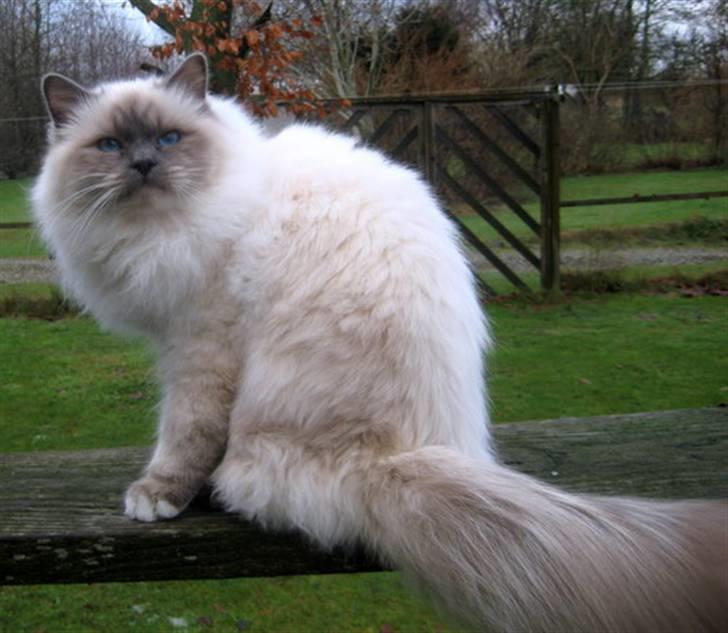 Hellig Birma Chicabee Pixelmania billede 9