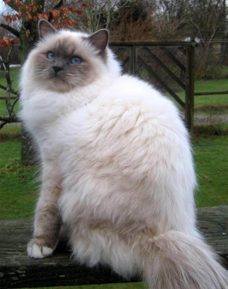 Hellig Birma Chicabee Pixelmania billede 10