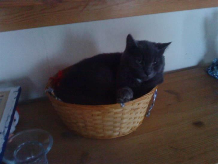 Russian Blue Wau Wau - Lille Wau wau i julekurven XD Foto: Lullu/Mig billede 12