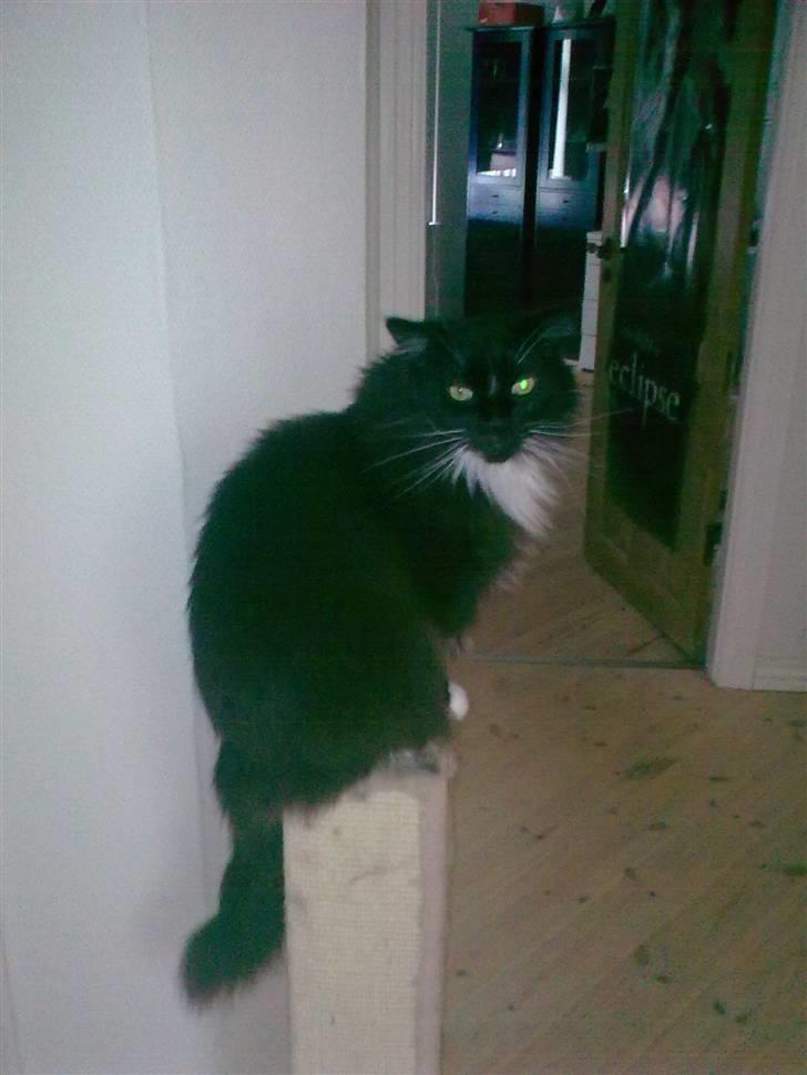 Maine Coon DK Samicoon Hungry lion billede 6