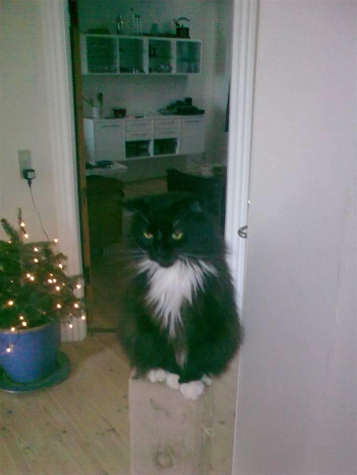 Maine Coon DK Samicoon Hungry lion billede 7