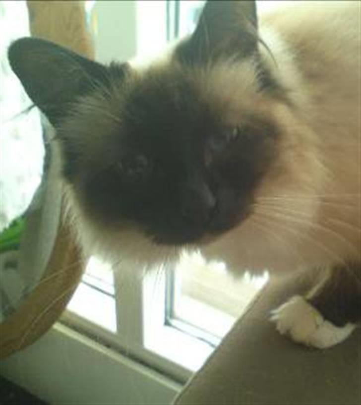 Hellig Birma DK Khin-Mya's Malou billede 1