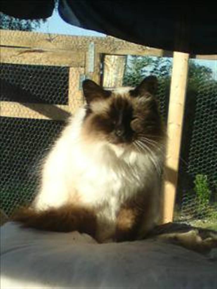 Hellig Birma DK Khin-Mya's Malou billede 2