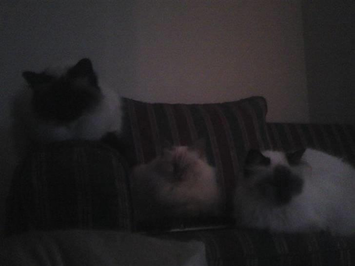 Hellig Birma DK Khin-Mya's Malou billede 3