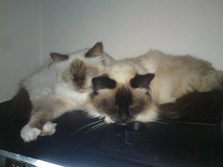 Hellig Birma DK Khin-Mya's Malou billede 4