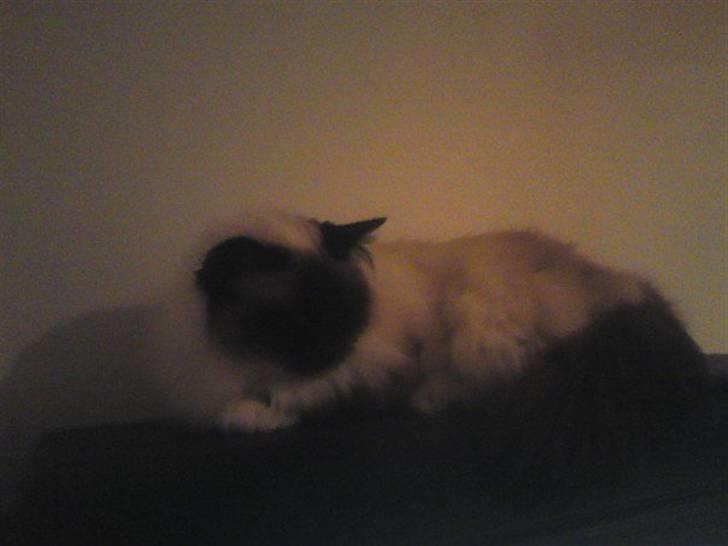 Hellig Birma DK Khin-Mya's Malou billede 5