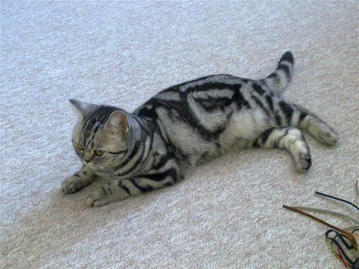 British Shorthair Iris af Clipper billede 17