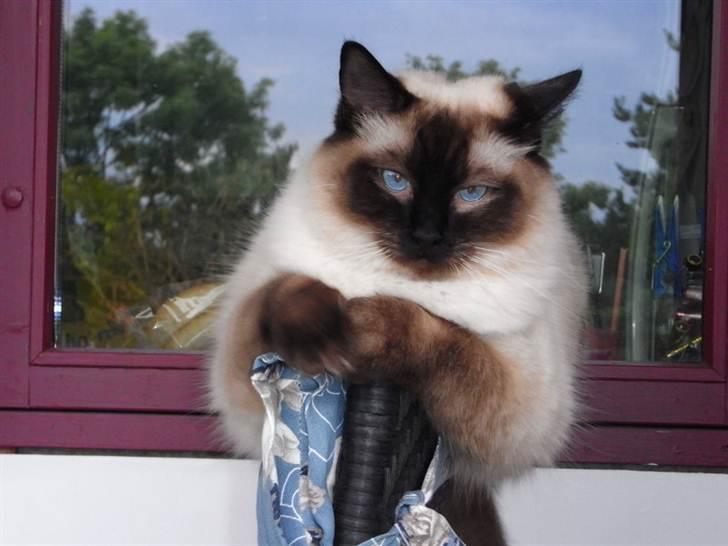 Ragdoll Flowerchild Akantus Pluto *R.I.P* 1/8-11 - ude på altanen, nok det nyest vi har af ham. men snart kommer super billeder af ham !! :D  billede 1