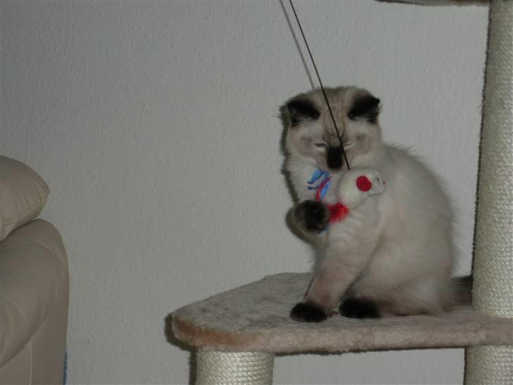 Ragdoll Flowerchild Akantus Pluto *R.I.P* 1/8-11 billede 2