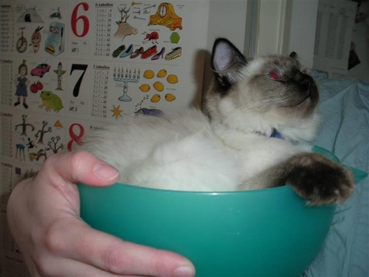 Ragdoll Flowerchild Akantus Pluto *R.I.P* 1/8-11 - ville lille pluto op af skålen igen ?? næææ der var jo hyggeligt  billede 3