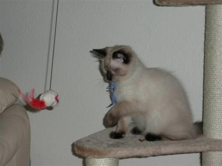 Ragdoll Flowerchild Akantus Pluto *R.I.P* 1/8-11 billede 4