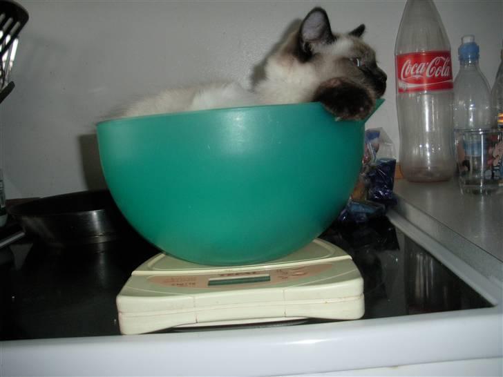 Ragdoll Flowerchild Akantus Pluto *R.I.P* 1/8-11 - lille Pluto skulle vejes på køkkenvægten :D  billede 5