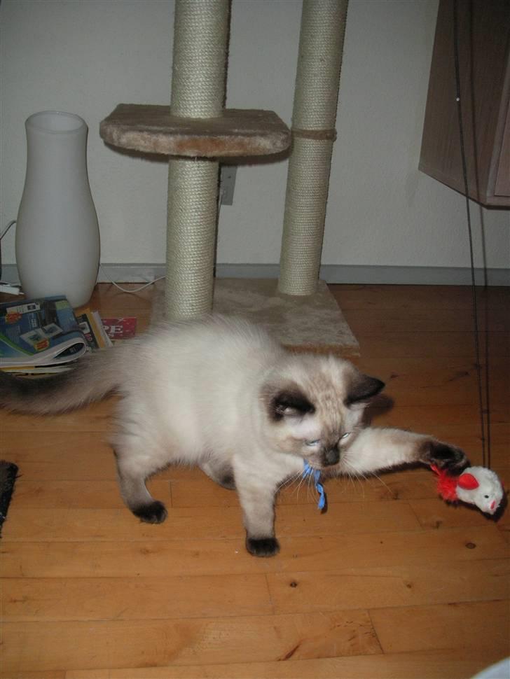 Ragdoll Flowerchild Akantus Pluto *R.I.P* 1/8-11 - lege lege :D  billede 6