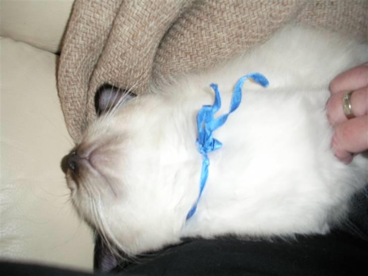 Ragdoll Flowerchild Akantus Pluto *R.I.P* 1/8-11 - han lå med hoved helt bag over :D  billede 7