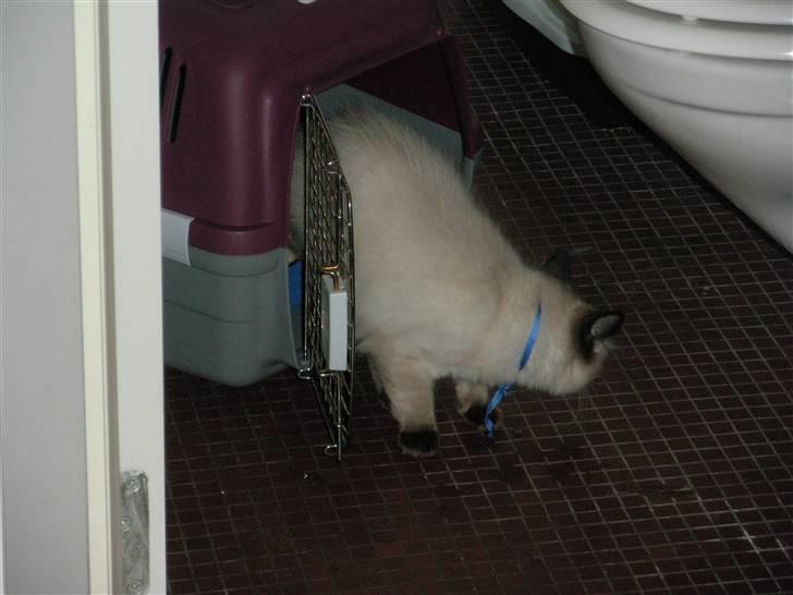 Ragdoll Flowerchild Akantus Pluto *R.I.P* 1/8-11 - de første step hjemme hos os <3 billede 8