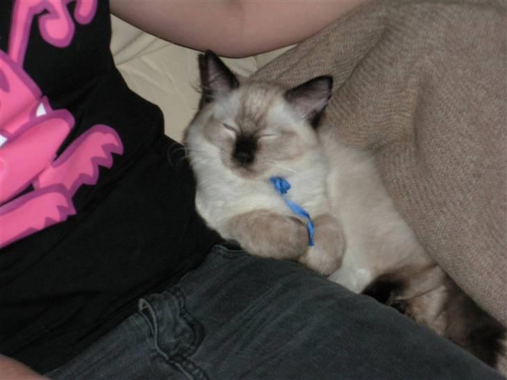 Ragdoll Flowerchild Akantus Pluto *R.I.P* 1/8-11 billede 9