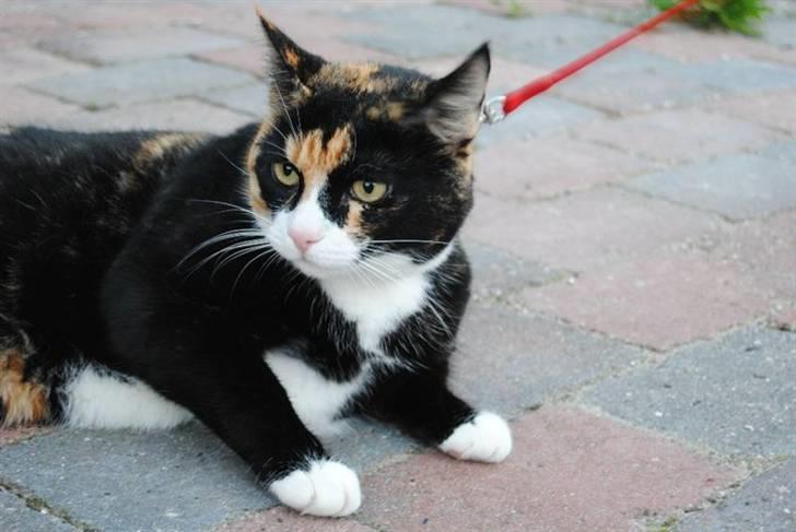 Huskat |Misja Den dejlige!<3I; billede 16