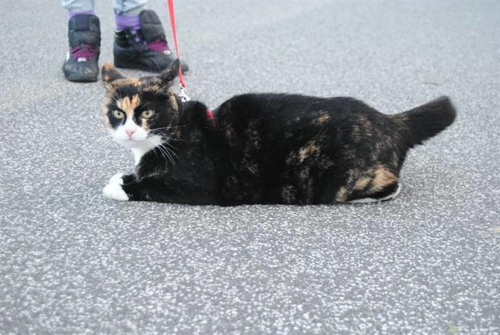 Huskat |Misja Den dejlige!<3I; billede 17