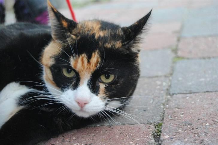 Huskat |Misja Den dejlige!<3I; billede 18