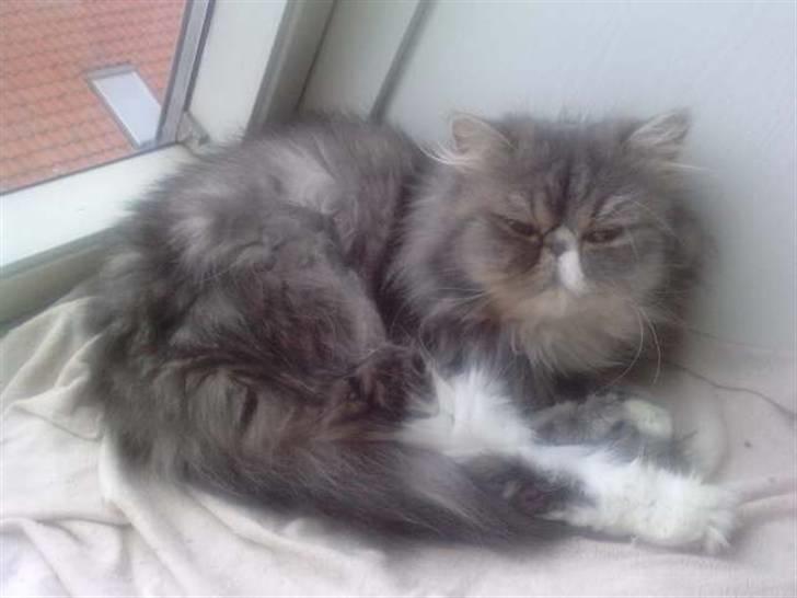 Perser SnowFlake aka. Snowi billede 13