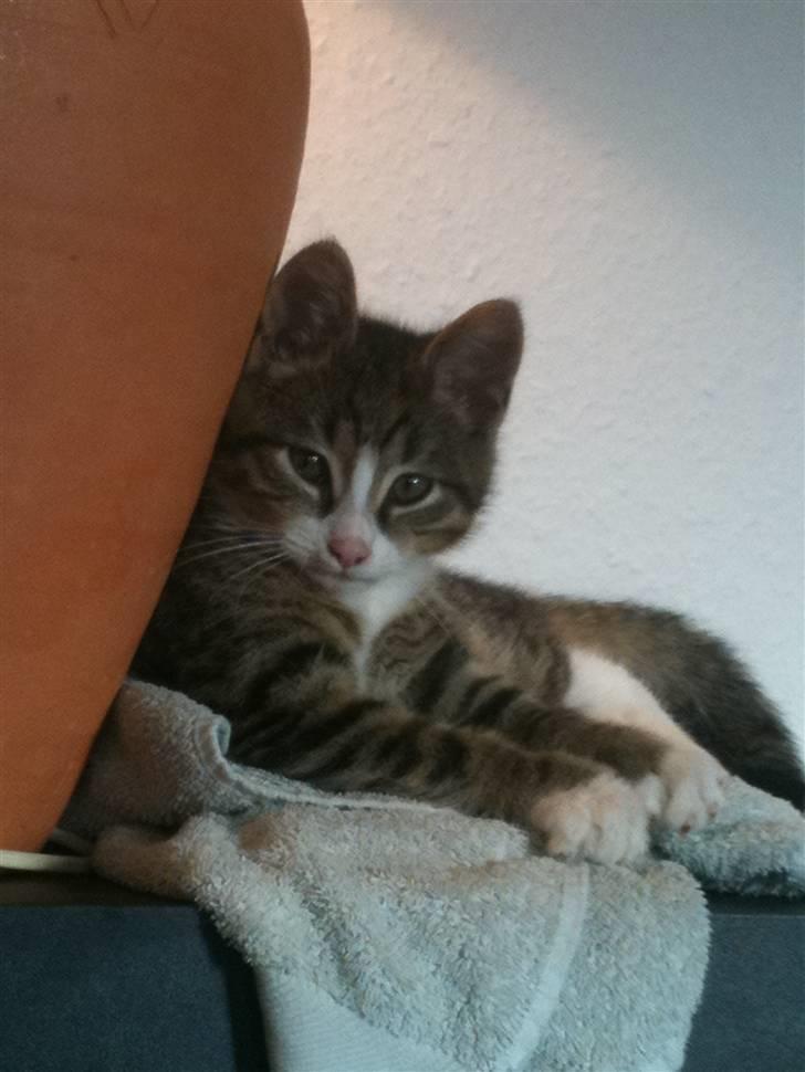 Huskat " Hugo"  billede 1