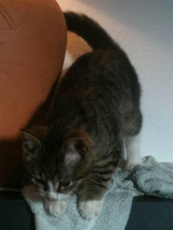 Huskat " Hugo"  billede 2