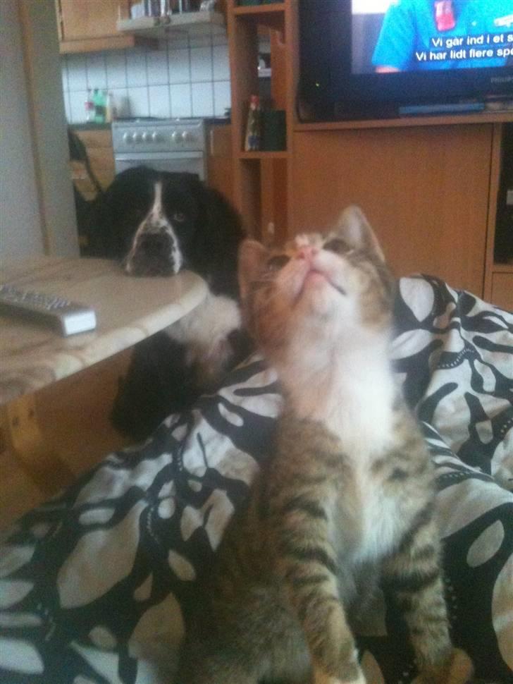 Huskat " Hugo"  billede 3