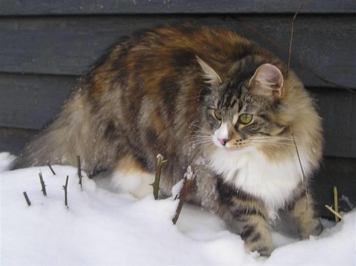 Norsk Skovkat DK Beukel´s Donna - Vinter 2011 billede 9