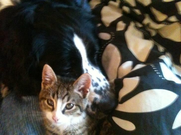 Huskat " Hugo"  billede 4