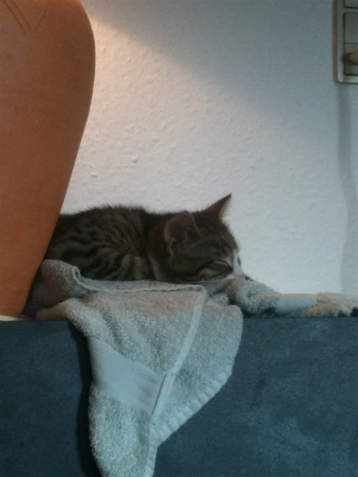 Huskat " Hugo"  billede 5