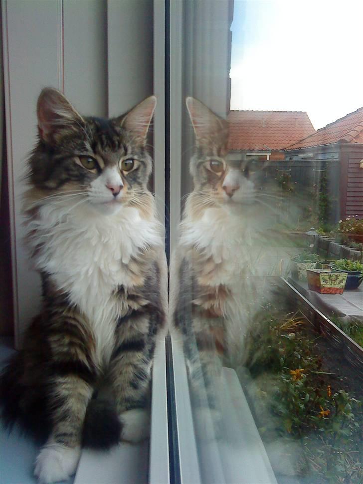 Norsk Skovkat DK Beukel´s Donna - Efterår 2010 billede 15