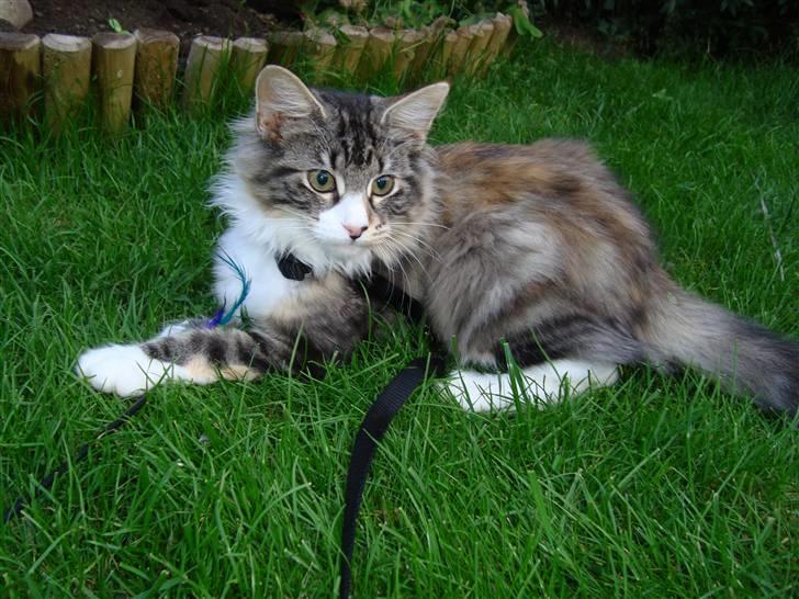 Norsk Skovkat DK Beukel´s Donna - Sensommer 2010 billede 16