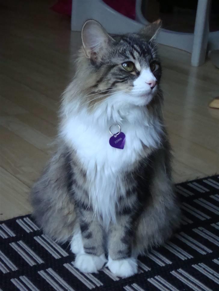 Norsk Skovkat DK Beukel´s Donna - Vinter 2011 billede 12