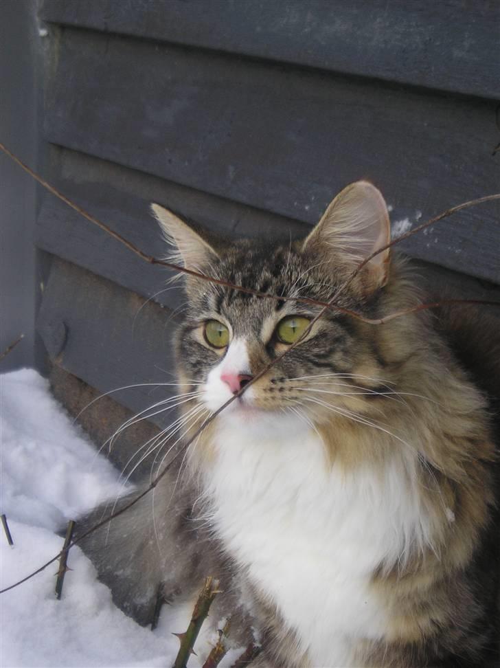 Norsk Skovkat DK Beukel´s Donna - Vinter 2011 billede 10