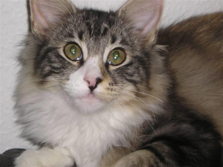 Norsk Skovkat DK Beukel´s Donna - Septemper 2010 billede 18