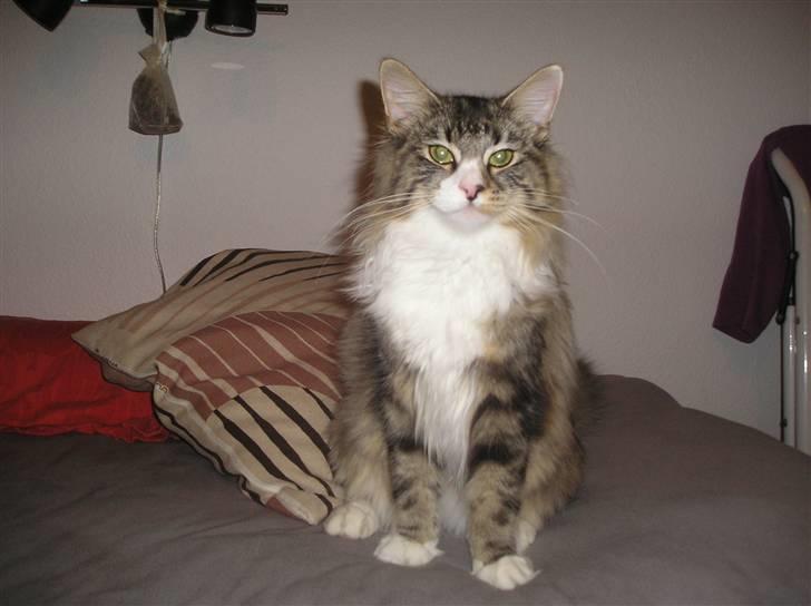 Norsk Skovkat DK Beukel´s Donna - Efterår 2010 billede 19