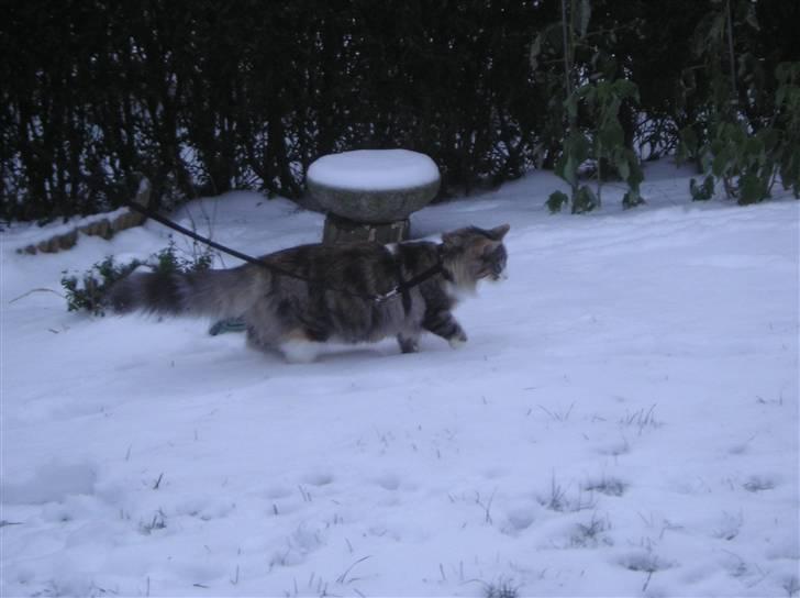 Norsk Skovkat DK Beukel´s Donna - Vinter 2011 billede 11