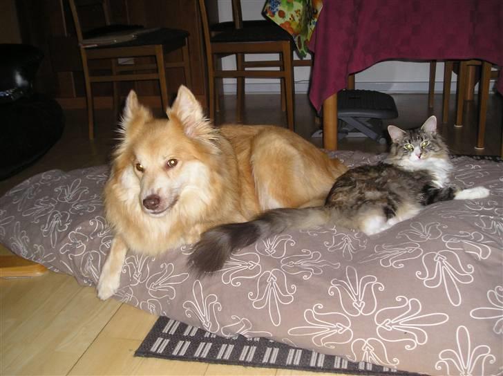 Norsk Skovkat DK Beukel´s Donna - November 2010 billede 20