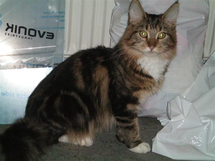 Maine Coon Noah #NoahBoah# billede 8