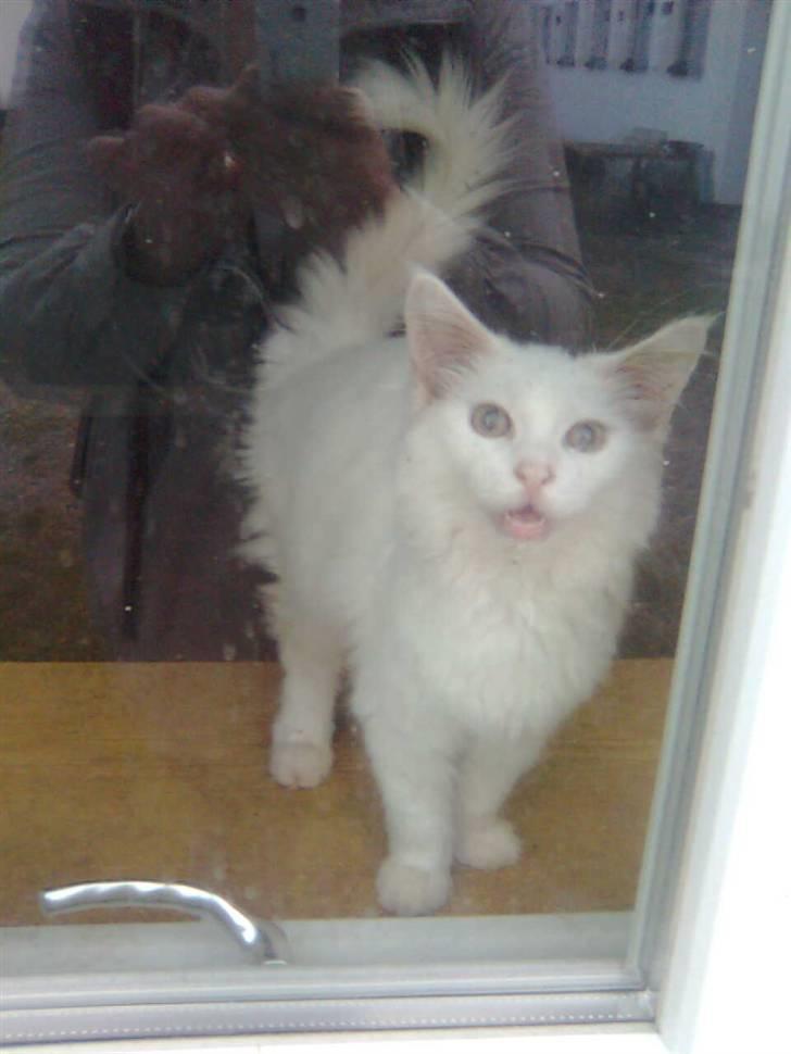 Maine Coon Duchess #Dysse# billede 2