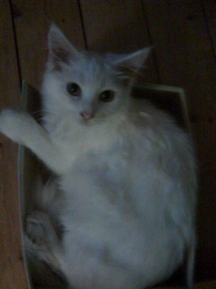 Maine Coon Duchess #Dysse# - Fjolle kat. :D billede 3