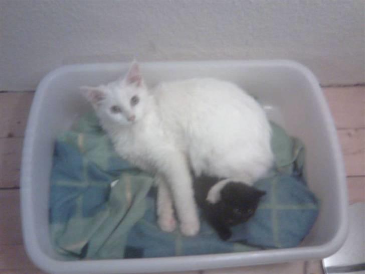 Maine Coon Duchess #Dysse# - Dysse med sit "legetøj" - en af Bellas killinger. billede 4