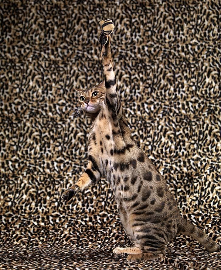 Bengal DK-Wild-diamond light in  billede 8