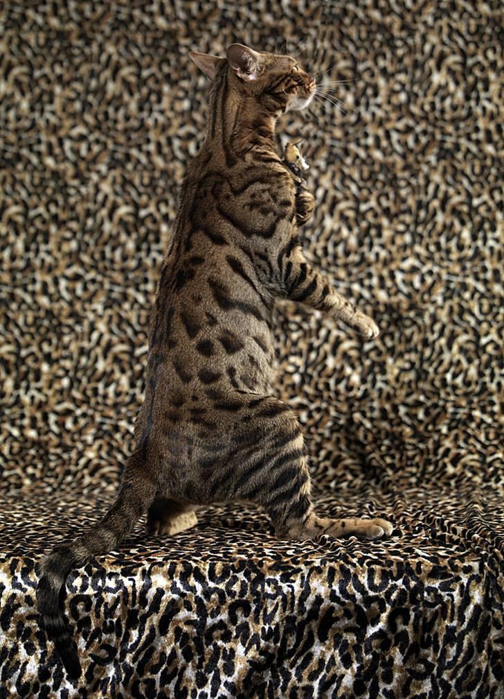 Bengal DK-Wild-diamond light in  billede 9