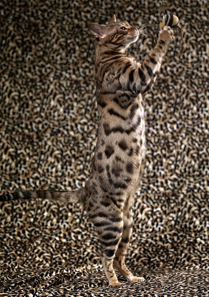 Bengal DK-Wild-diamond light in  billede 10