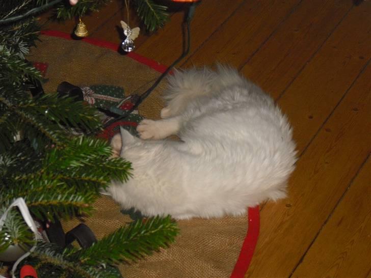 Maine Coon Duchess #Dysse# - Hun mangler bare lige et bånd, så er pakken klar. :D billede 5